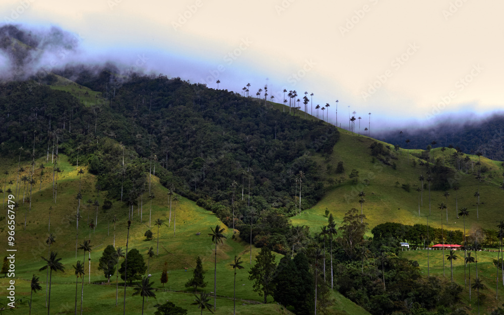 Obraz premium Cocora Valley