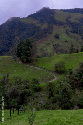 Cocora Valley photo