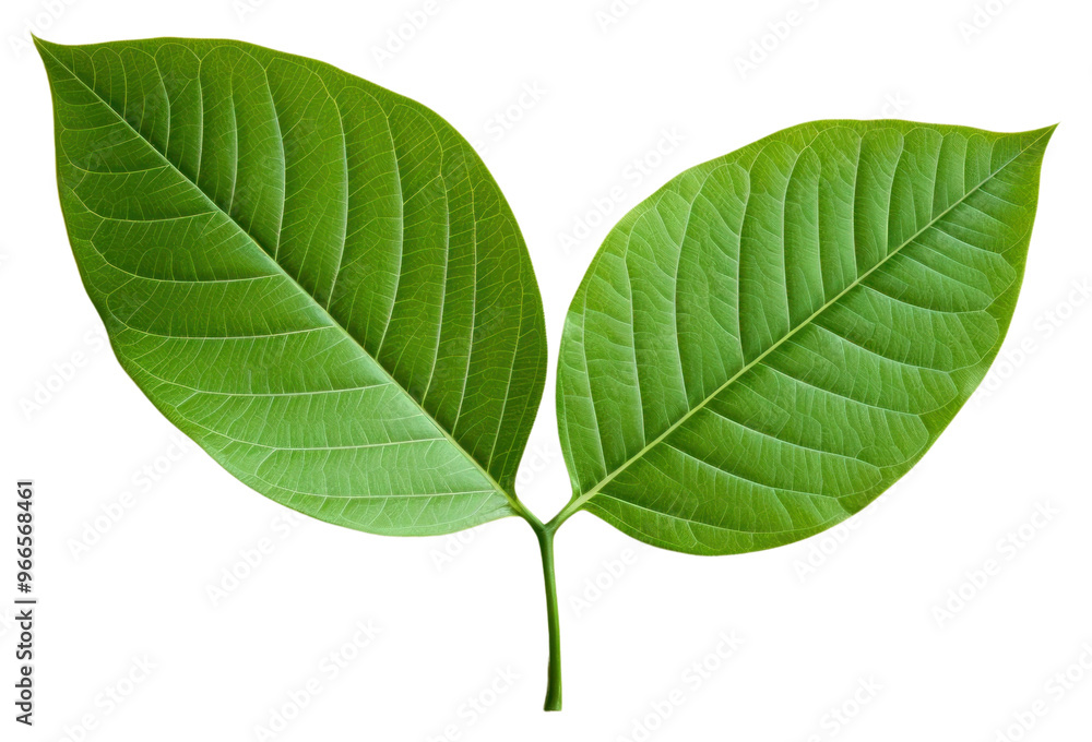 Obraz premium PNG Leaf plant freshness yellow.