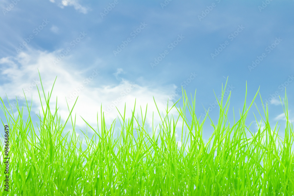 Lush green grass blades against a bright blue sky with white clouds. Lush green grass blades against a bright blue sky with white clouds.