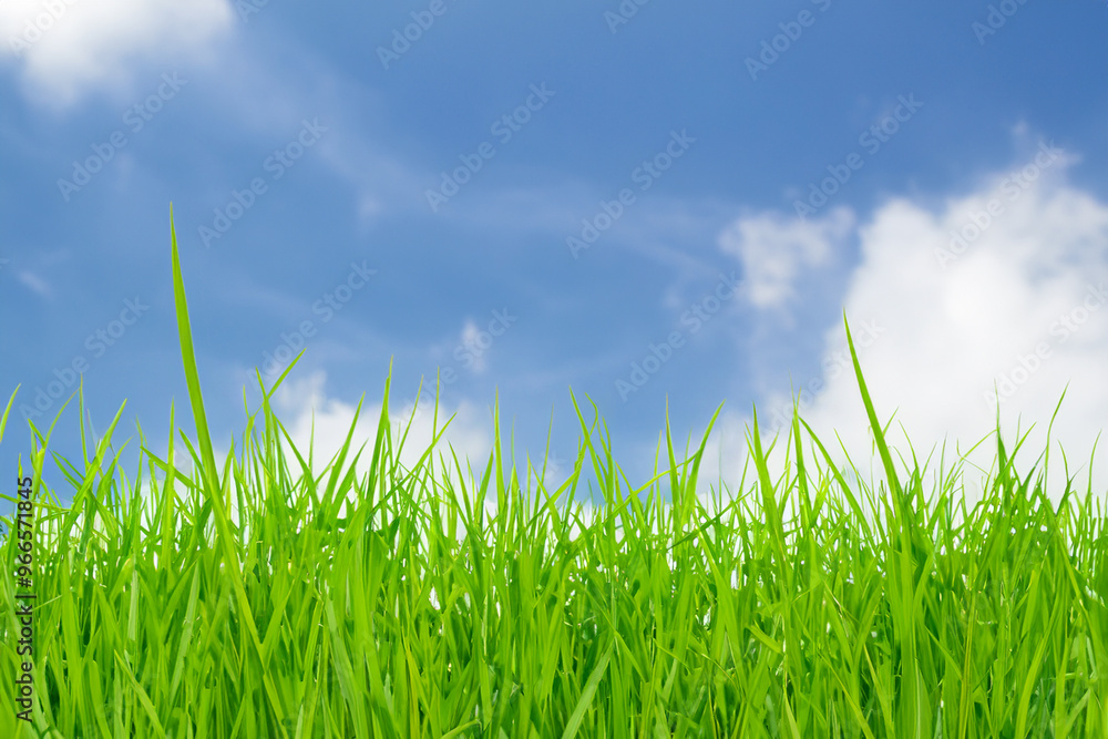 Green grass against a bright blue sky with white clouds. Green grass against a bright blue sky with white clouds.