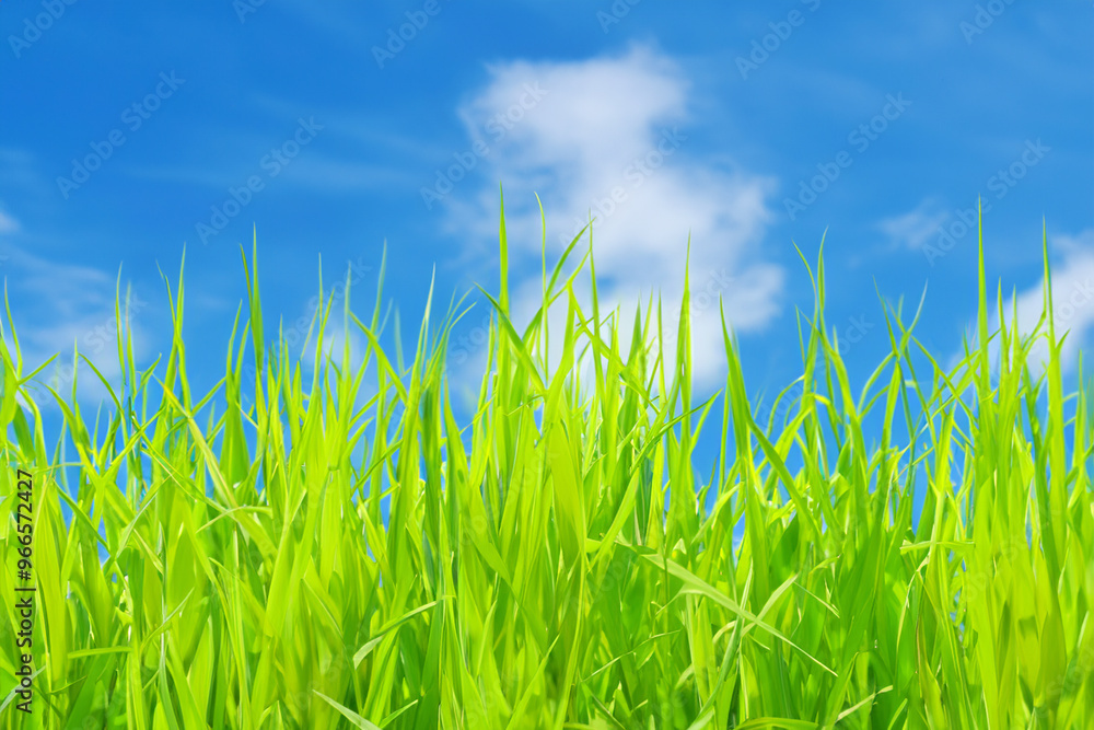 Bright green blades of grass reach up towards a blue sky with fluffy white clouds. Bright green blades of grass reach up towards a blue sky with fluffy white clouds.