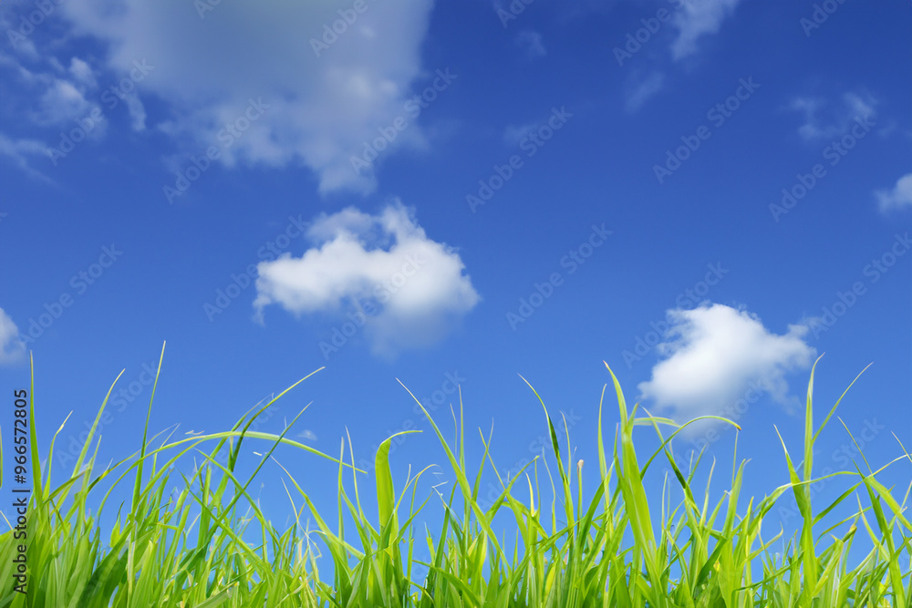 Lush green grass blades reach up towards a bright blue sky with puffy white clouds. Lush green grass blades reach up towards a bright blue sky with puffy white clouds.