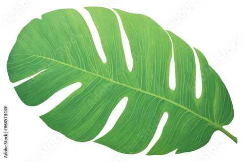 PNG Tropical leaf plant xanthosoma pattern.