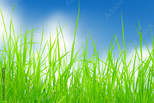 Bright green blades of grass against a clear blue sky with white clouds.