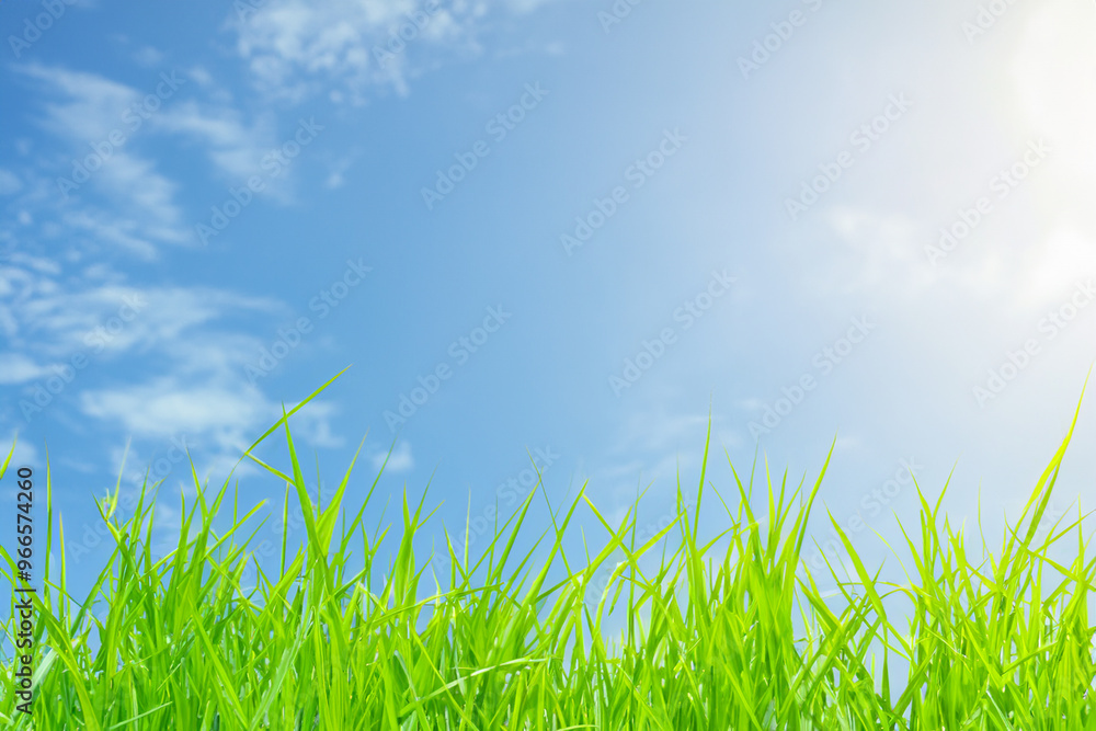 Bright green grass blades against a blue sky with white clouds. Bright green grass blades against a blue sky with white clouds.