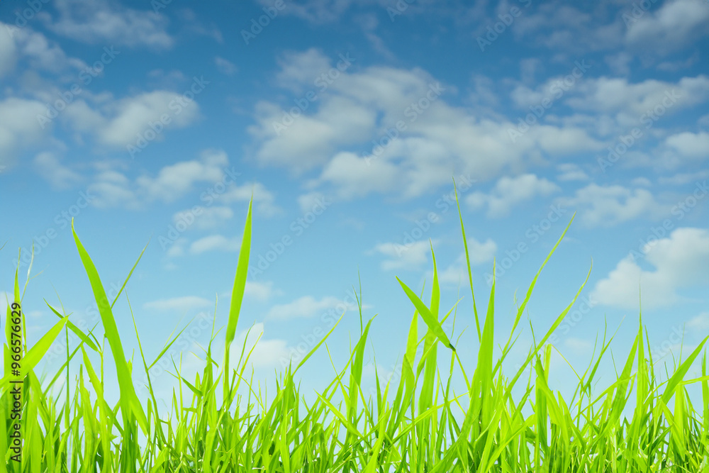 Green grass blades reaching up towards a bright blue sky with white clouds. Green grass blades reaching up towards a bright blue sky with white clouds.