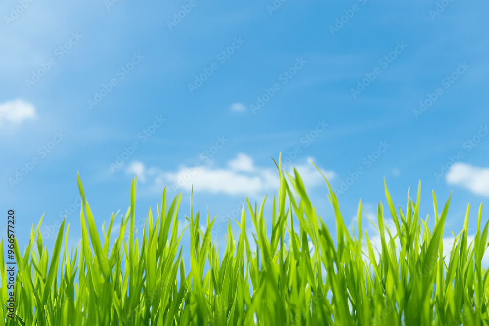 Close-up of green grass blades reaching up to a clear blue sky with white clouds. Close-up of green grass blades reaching up to a clear blue sky with white clouds.