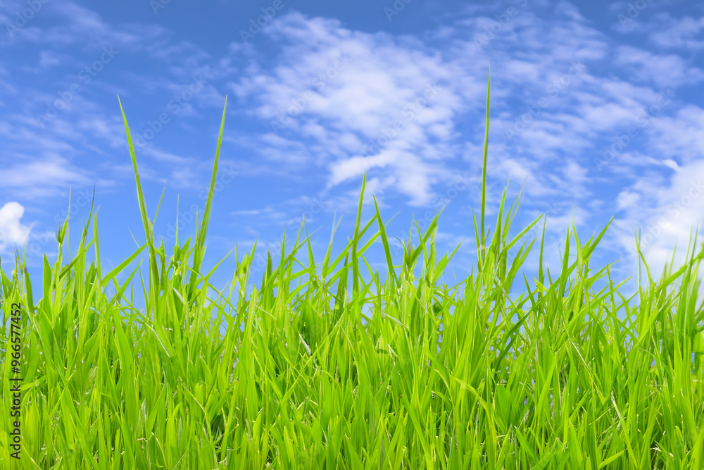 Lush green grass blades reaching up to a blue sky with white puffy clouds. Lush green grass blades reaching up to a blue sky with white puffy clouds.