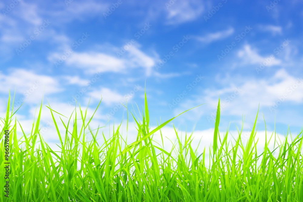 Green grass blades reaching up against a blue sky. Green grass blades reaching up against a blue sky.