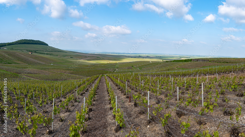 Landscape with green grand cru vineyards near Cramant, region Champagne, France. Cultivation of white chardonnay wine grape on chalky soils of Cote des Blancs. Landscape with green grand cru vineyards near Cramant, region Champagne, France. Cultivation of white chardonnay wine grape on chalky soils of Cote des Blancs.