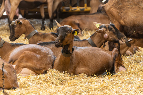 Alpine or Saanen goats on cheese making goat farm in regions Perigord and Quercy departement Lot, France. Making of Rocamadour soft goat AOC cheese with soft rind. photo