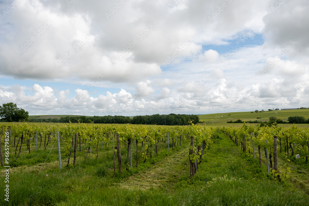 Obraz premium Summer on vineyards of Cognac white wine region, Charente, white ugni blanc grape uses for Cognac strong spirits distillation, France, Grand Champagne region