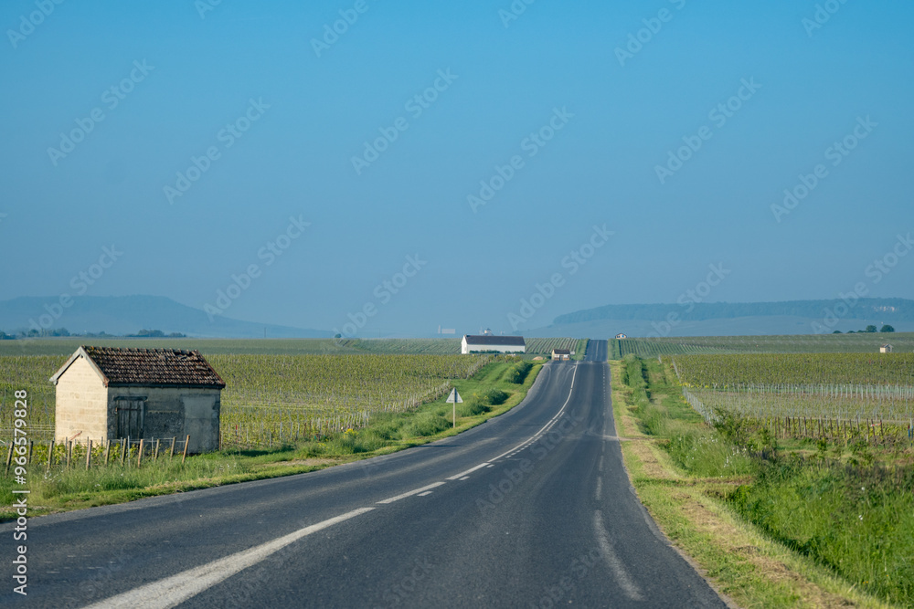 Naklejka premium Driving car on green grand cru vineyards near Avize, region Champagne, France. Cultivation of white chardonnay wine grape on chalky soils of Cote des Blancs.