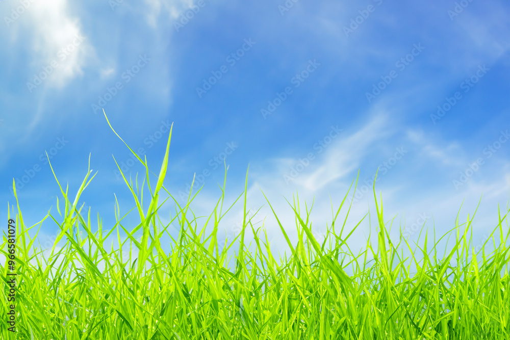 Green grass blades against a clear blue sky. Green grass blades against a clear blue sky.