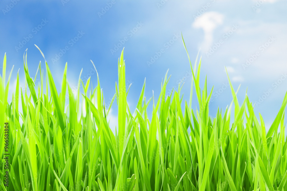 Lush green grass blades reaching towards a bright blue sky with white fluffy clouds. Lush green grass blades reaching towards a bright blue sky with white fluffy clouds.