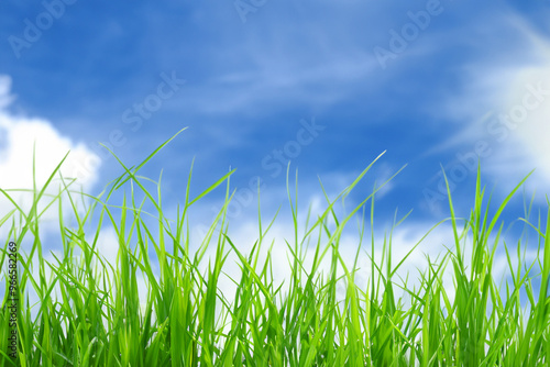 Lush green grass blades reaching up towards a bright blue sky with white clouds.