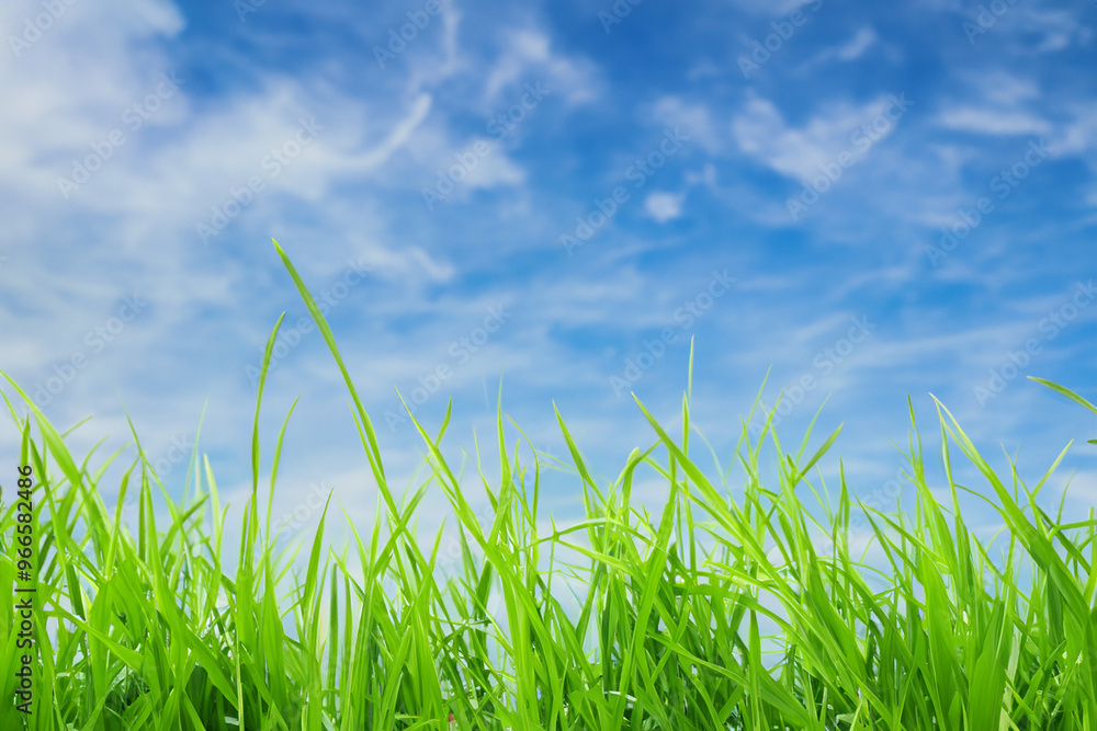 Green grass blades against a bright blue sky with white clouds. Green grass blades against a bright blue sky with white clouds.