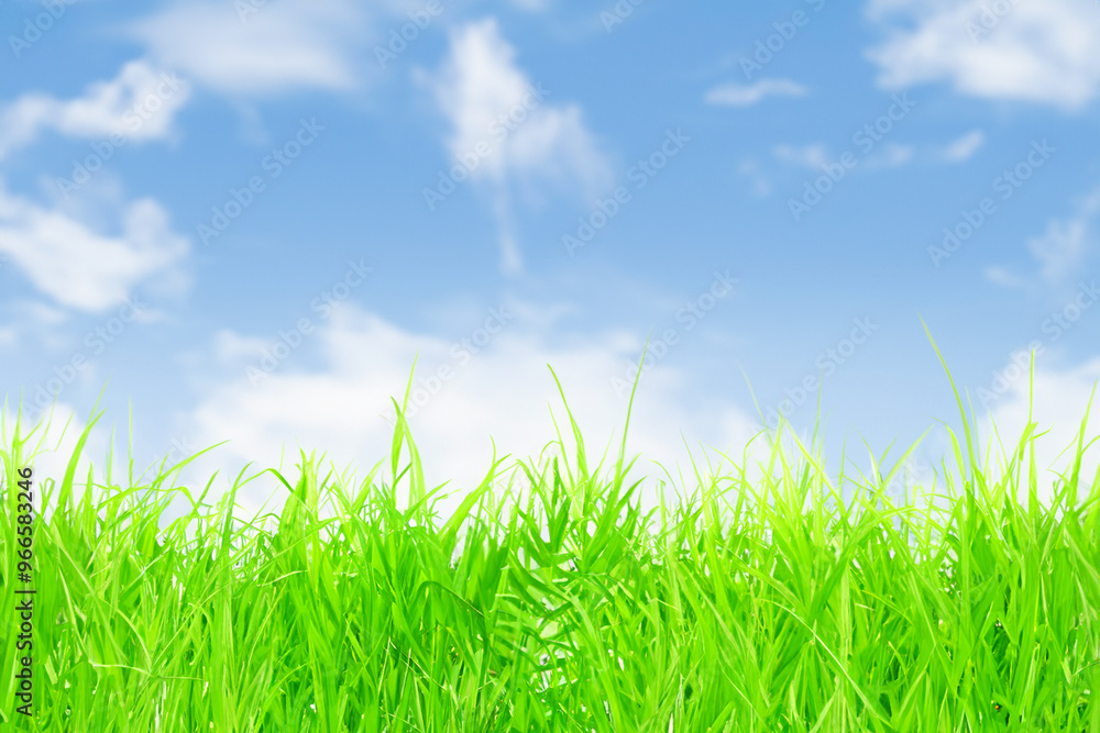 Lush green grass against a bright blue sky with white clouds. Lush green grass against a bright blue sky with white clouds.