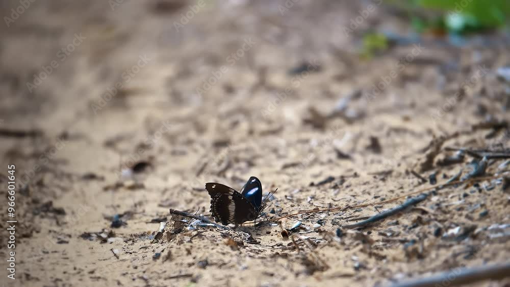 Butterfly is flying and drinking sweet nectar from purple flowers Globe amaranth in slow motion - close up, macro view. Arrival of summer, blooming and flowers pollination concept