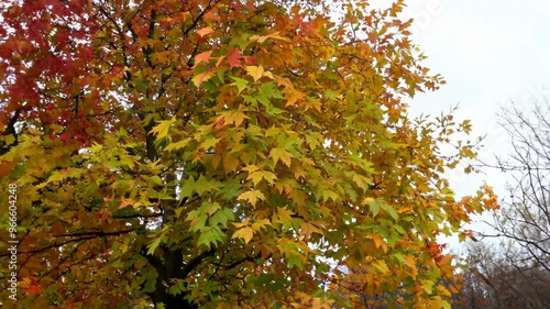 Wallpaper Mural Autumn tree with colorful leaves Torontodigital.ca