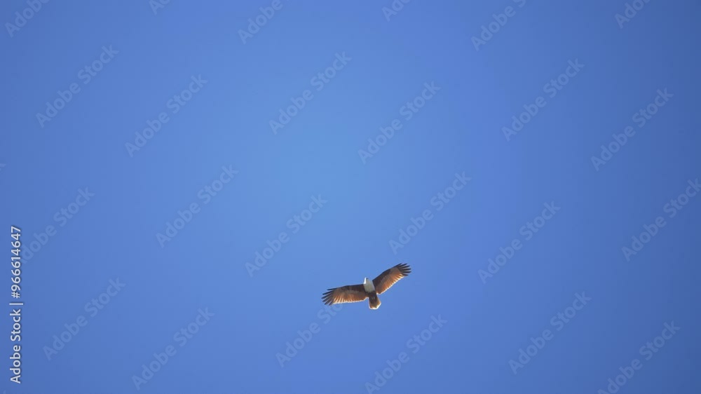 White-tailed eagle is a bird of prey in the hawk family. In flight, the bird holds its broad wings horizontally. The white-tailed eagle is the fourth largest bird of prey in Europe. White-tailed eagle is a bird of prey in the hawk family. In flight, the bird holds its broad wings horizontally. The white-tailed eagle is the fourth largest bird of prey in Europe.