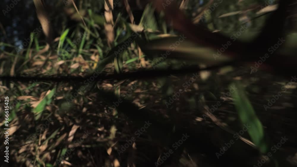 pov small animal running through tall grass pov small animal running through tall grass