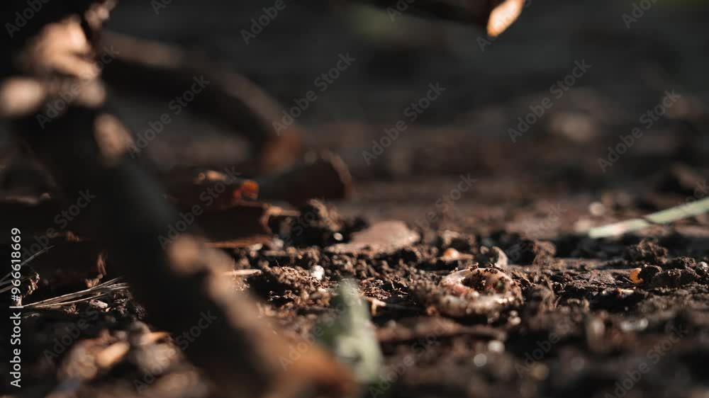 Worm on the ground Worm on the ground
