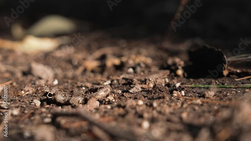 worm on the ground
