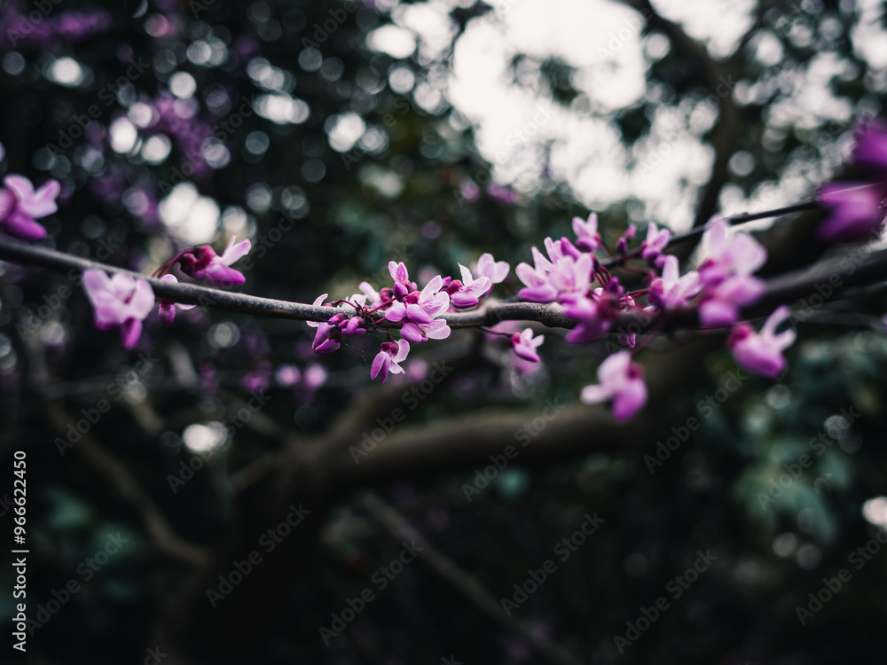 Obraz premium Spring blossom