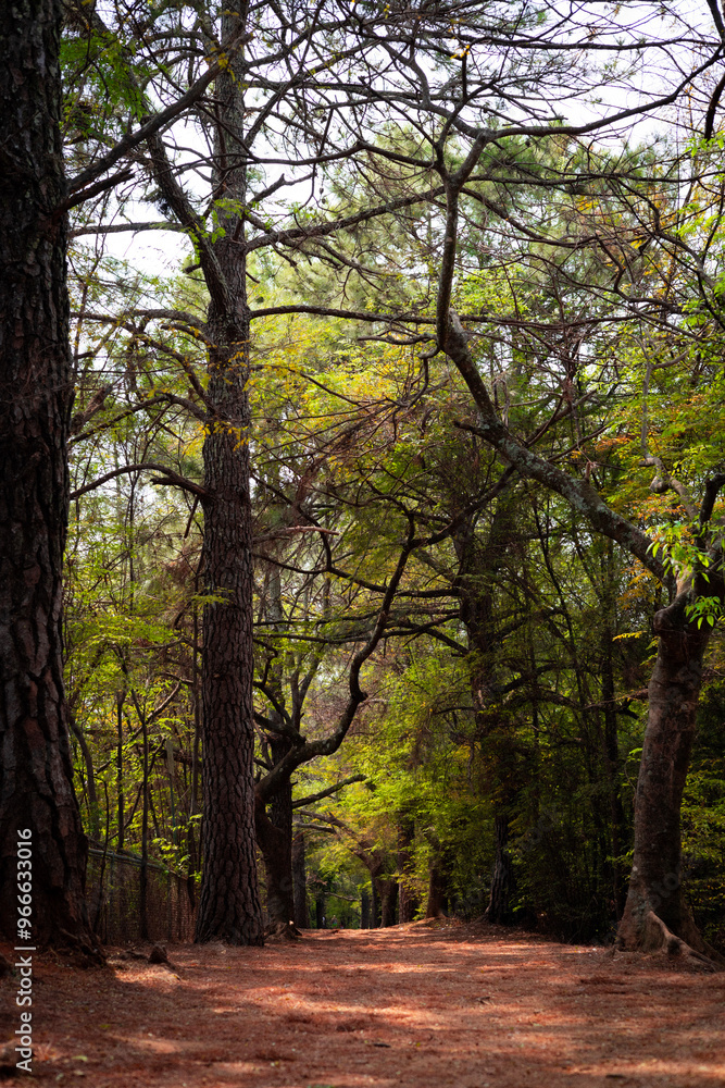 Path through the forest park, Caminho pelo parque florestal. Path through the forest park, Caminho pelo parque florestal.