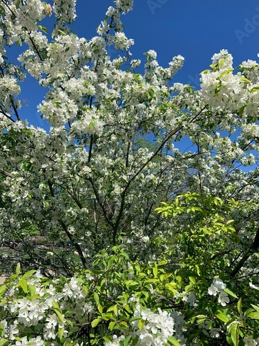 White tree blossoms