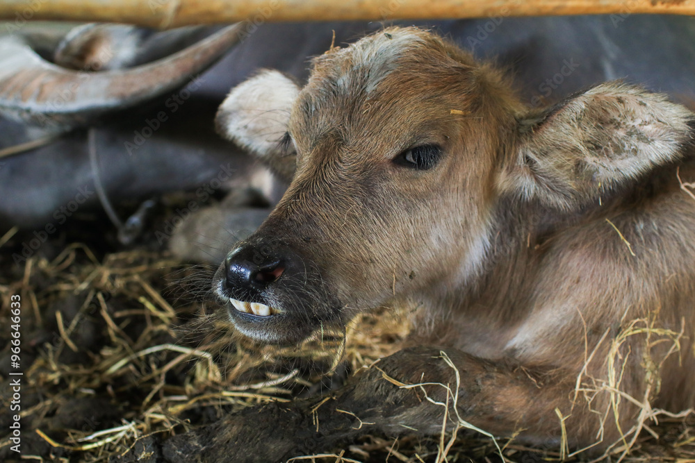 Fototapeta premium Close up Cow in cowshed during the summer. Agricultural farmer. Rural farm outdoors