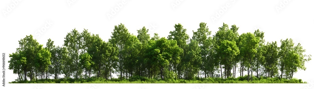 Green trees in the forest isolated on white background - Generative AI Green trees in the forest isolated on white background - Generative AI