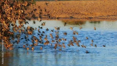 Red-billed Quelea (Quelea quelea)