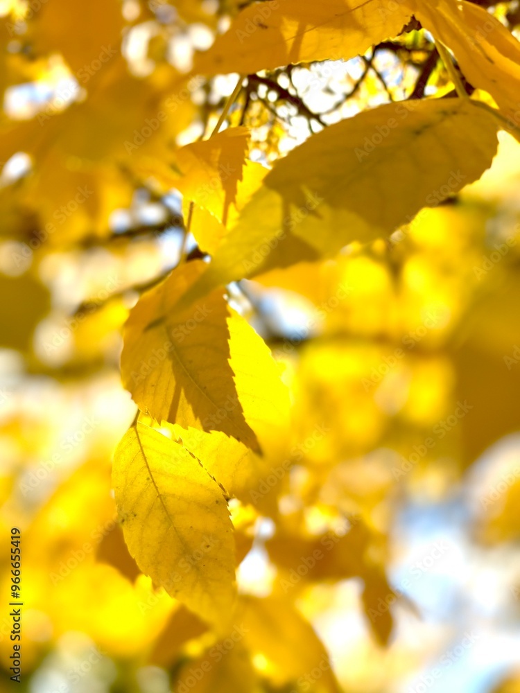 Obraz premium Fall Yellow Leaves 