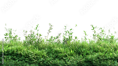 bush transparent background