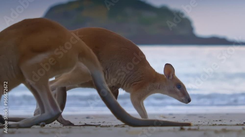 baby kangaroo in mother's pouch. Wild wallaby kangaroo by the sea at seaside beach at Cape Hillsborough National Park, Queensland at sunrise. Cinematic nature documentary