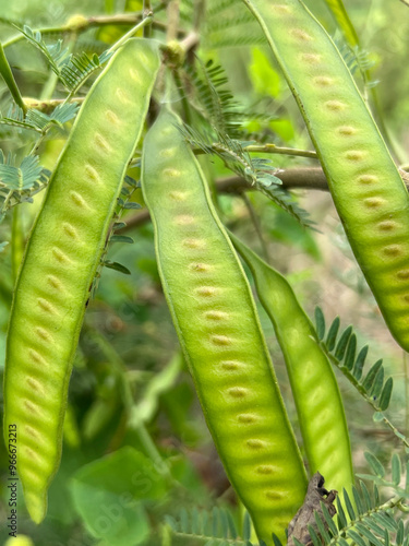 acacia seeds in nature garden photo