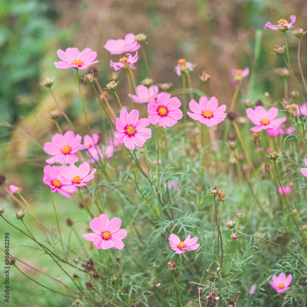 Cosmos flower. Soft focus on pink cosmos flowers in outdoor garden, natural light. Vintage filter. Shallow depth of field. Cosmos flower. Soft focus on pink cosmos flowers in outdoor garden, natural light. Vintage filter. Shallow depth of field.