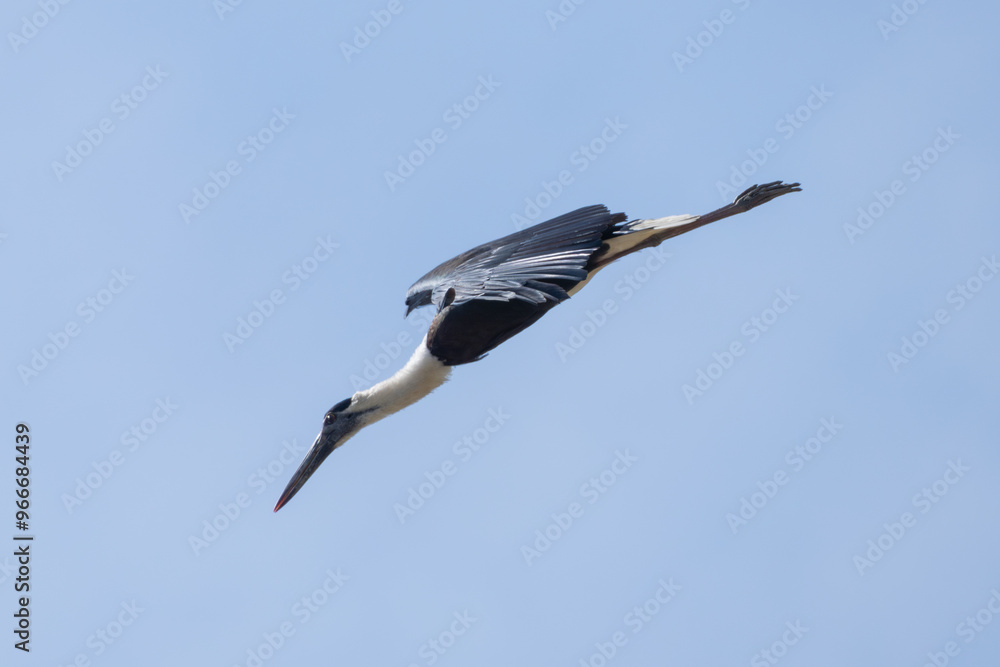 Obraz premium Asian Woolly-necked Stork diving in the air. The Asian Woolly-necked Stork is a striking bird with a distinctive woolly neck and black plumage.