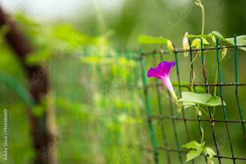 The vine plant morning glory produces beautiful flowers