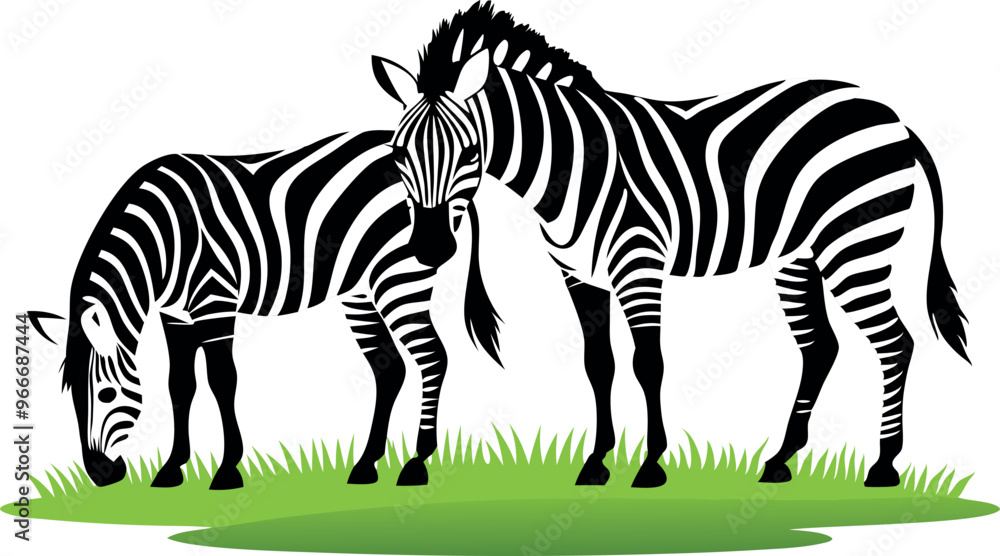 Fototapeta premium Two zebras are eating grass in a field. The zebras are standing close to each other, and one of them is looking at the camera. The scene is peaceful and serene