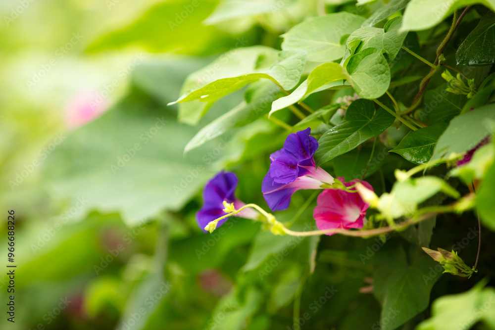 The vine plant morning glory produces beautiful flowers The vine plant morning glory produces beautiful flowers
