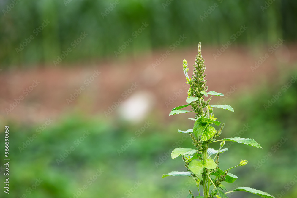 Amaranth that grows seeds in autumn Amaranth that grows seeds in autumn