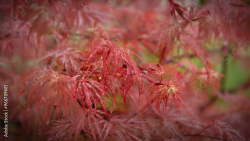 Panoramic view of fearhery Japanese maple leaves with shallow focus photo