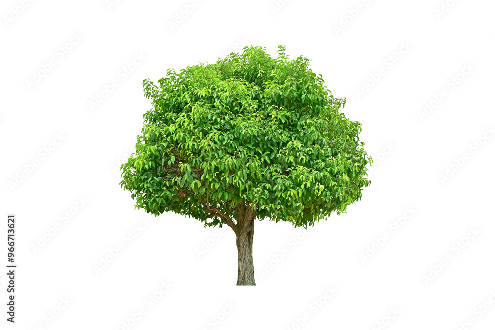 Tree green leaves (bonsai) for garden decoration. Tree green leaves (bonsai) for garden decoration.