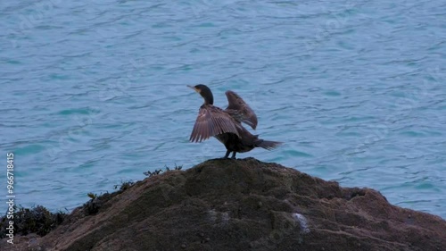 Cormorant on a Rock
