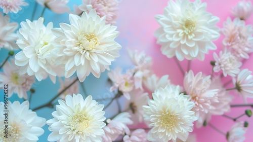 white chrysanthemums on pink and blue background