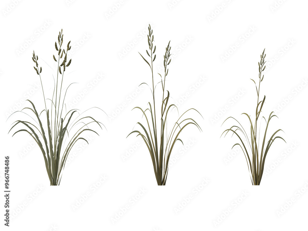 Fototapeta premium Prairie Cordgrass grass isolated on transparant background